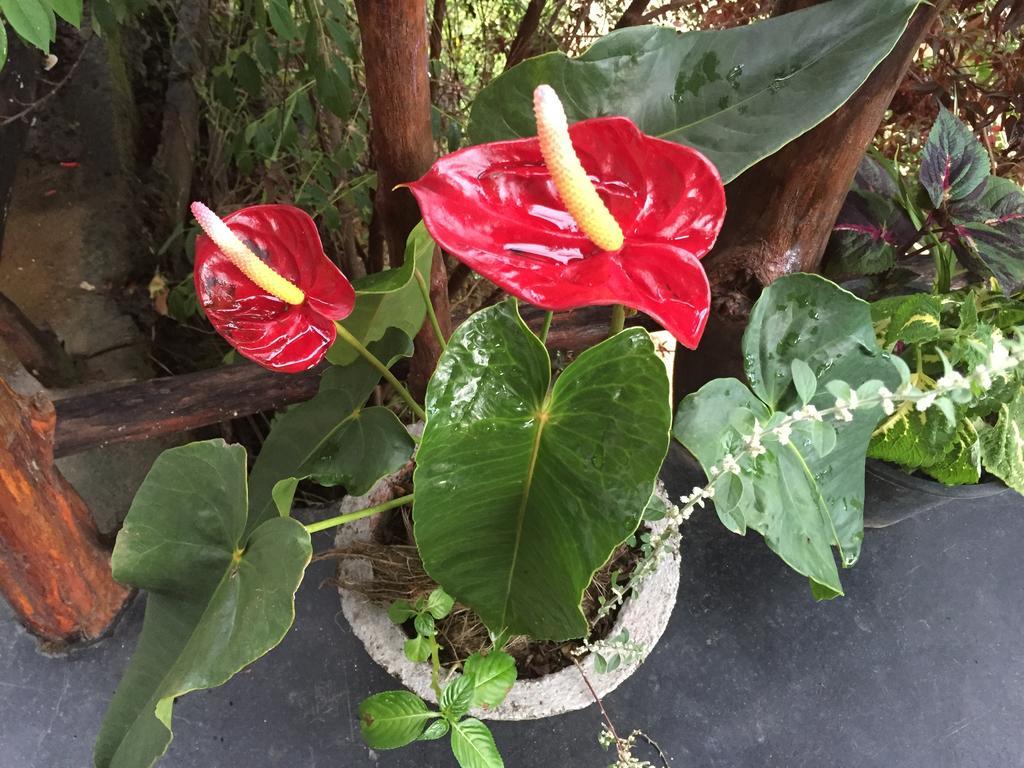 Chamodya Home Stay 엘라 외부 사진